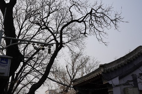 北京四合院里的绿色生活：传统建筑与现代环保理念的碰撞
